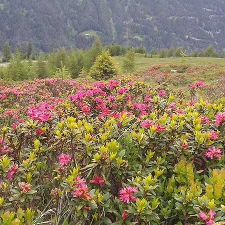 Habicher Pettneu am Arlberg